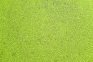 A spirulina alga tabletta előnyei és jótékony hatásai